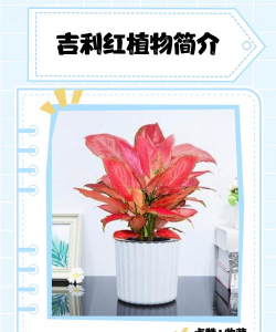 吉利红有什么特点