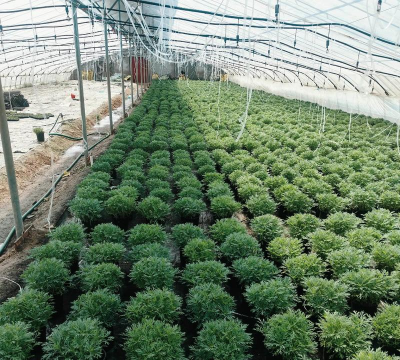 苗圃栽什么树苗好