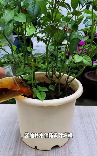 家庭养花用生根粉