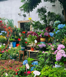 家庭养花用生根粉