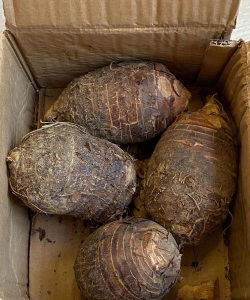 什么芋头能长很大