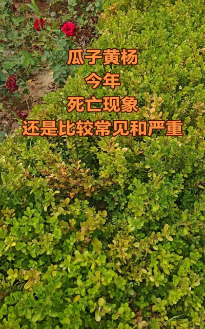 黄杨什么时候落叶