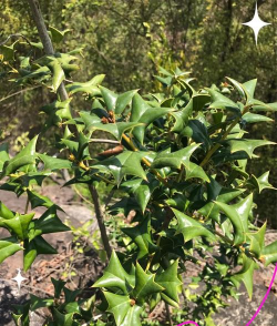 枸骨叶子是什么形状