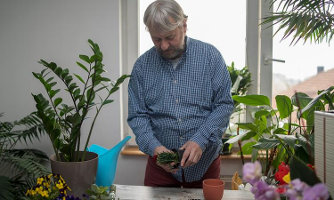 家庭养花用生根粉