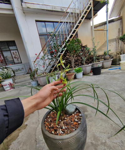 家庭养花用生根粉