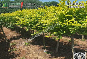 金叶女贞嫁接方法