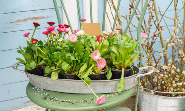 家庭养花用生根粉