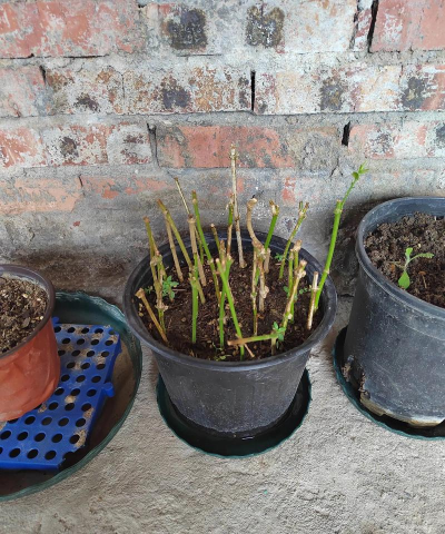 家庭养花用生根粉