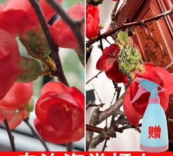 家庭养花用生根粉