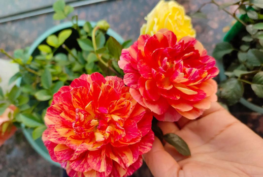 家庭养花用生根粉