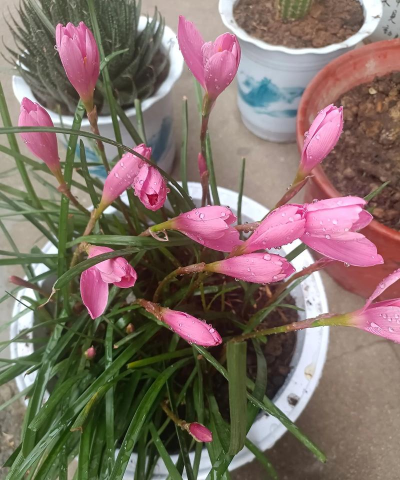 家庭养花用生根粉