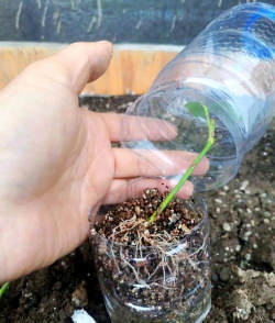 家庭养花用生根粉