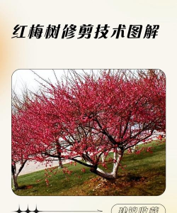 红梅怎么剪枝
