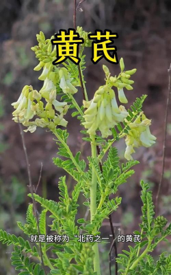 黄芪防风养花