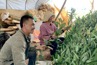 家庭养花用生根粉