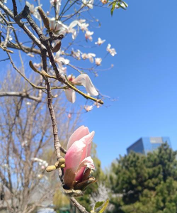 早春开放的花有哪些