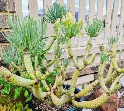 菊科多肉有哪些属