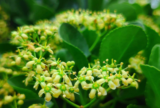 冬青花是什么花