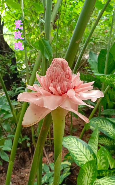 曼陀罗花是什么花种