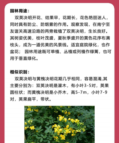 黄花槐有什么药效