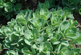 常见景天科植物有哪些