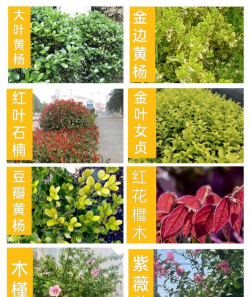 经济乔灌苗木有哪些