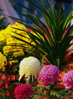 家庭养花用生根粉