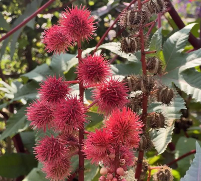 蓖麻是什么花系