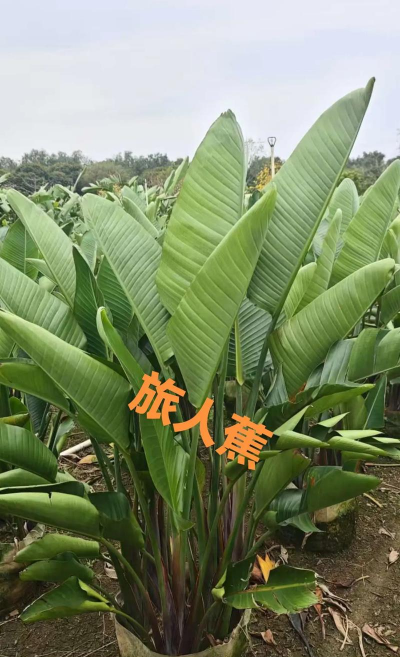 旅人蕉科都有哪些植物