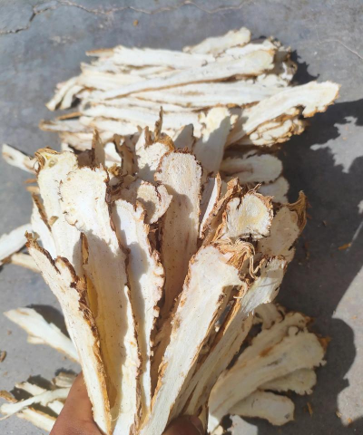 独活有哪些病虫害