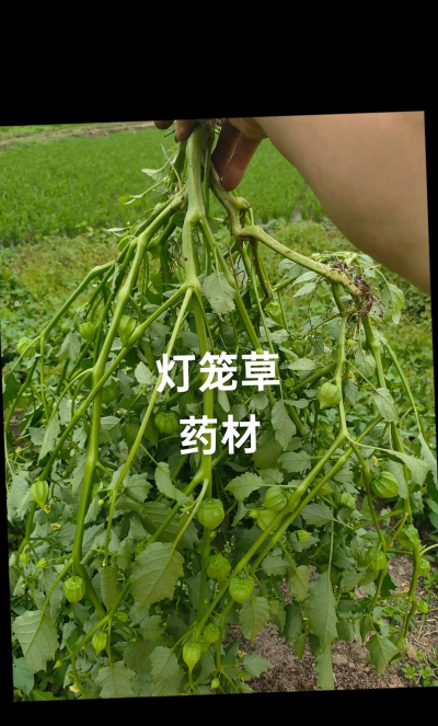 灯笼棵的药效有哪些