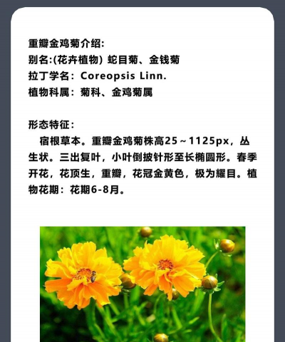 金鸡菊有哪些名称组成