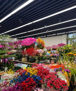 温州花鸟市场有哪些