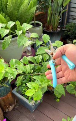 家庭养花用生根粉