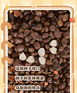 乌桕种子如何培育