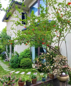 家庭养花用生根粉