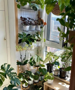 家庭养花用生根粉