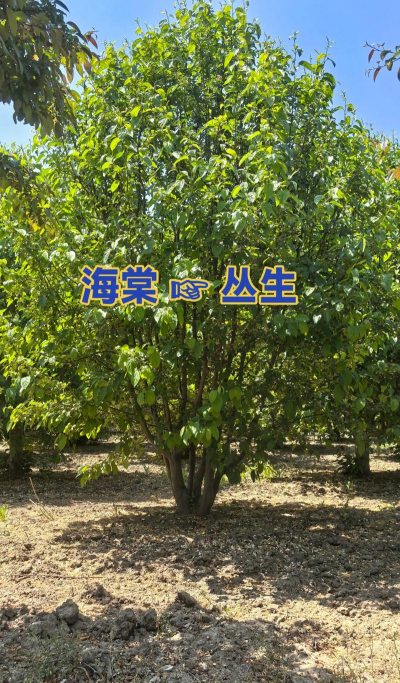 丛生海棠什么意思