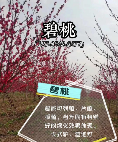 碧桃哪些部分药用价值