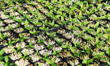 花椒树春季播种育苗 花椒树春季播种育苗