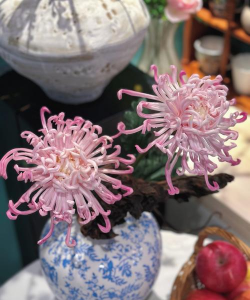 菊花插花用哪些品种