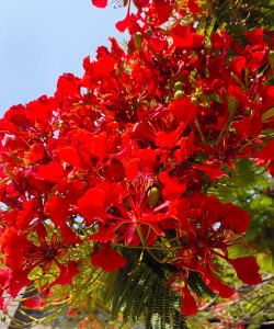 云南花是什么花