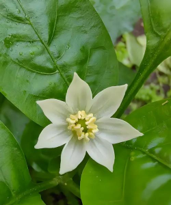 辣椒花又叫什么