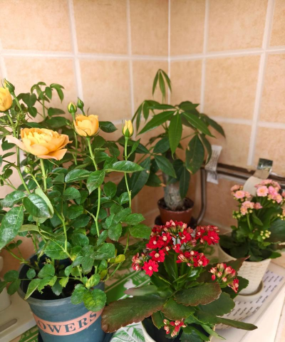 家庭养花用生根粉