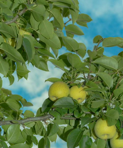 具有梨果的植物有哪些