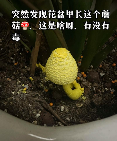 养花长出细菌