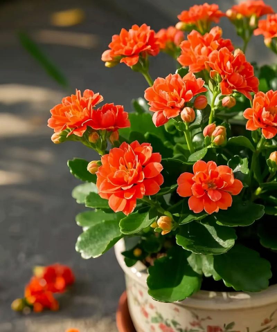 家庭养花用生根粉