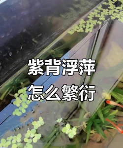 紫背怎么繁殖