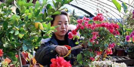 家庭养花用生根粉