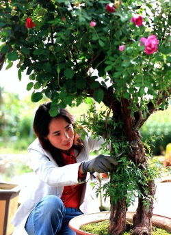 家庭养花用生根粉